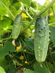 Growing and blooming young cucumbers on a branch in a greenhouse.