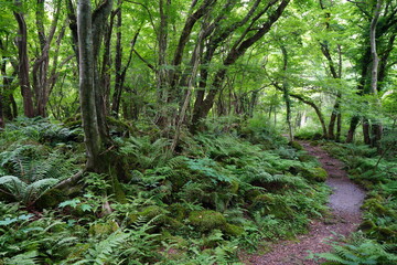 a flourishing summer forest with a path