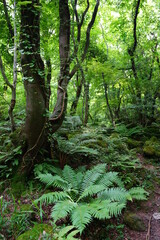 a lively dense forest in summer