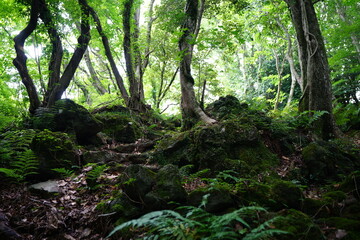 a lively dense forest in summer