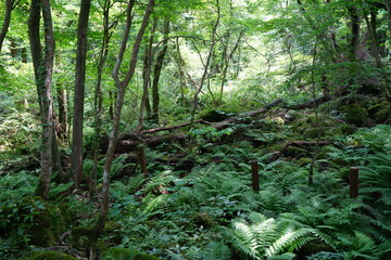 a lively dense forest in summer