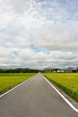 View of paddy field in Japan in summer time