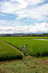Weeding work of paddy field ridge in Japan in summer time