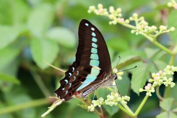 butterfly on a flower