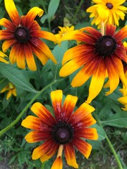 Obraz premium Campfire Rudbeckia, close up. Rudbeckia hirta, black-eyed rudbeckia,