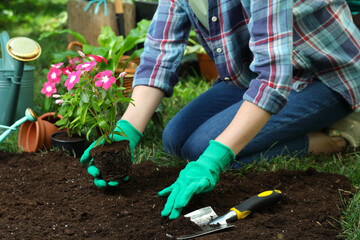 Naklejka premium Woman transplanting beautiful pink vinca flower into soil in garden, closeup
