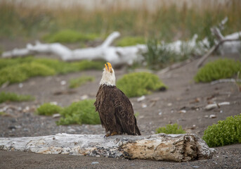 Bald Eagle in Lake Clark National Park