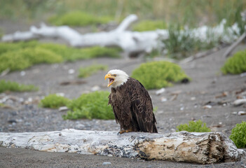 Bald Eagle in Lake Clark National Park