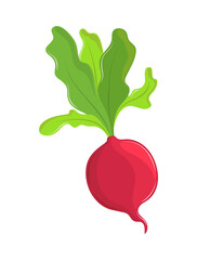 fresh vegetable radish