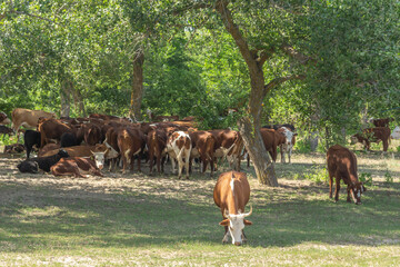 Herd of cows in the shade of a tree