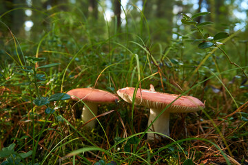 Mushrooms in the forest on a summer sunny day