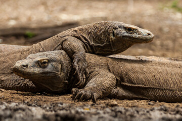 Two Komodo dragons are fighting in Komodo island