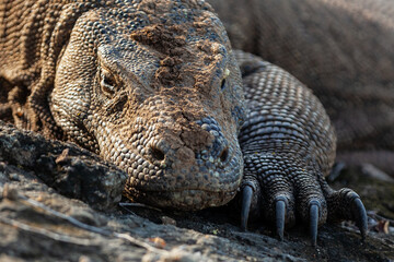 Portrait of Komodo dragon, Komodo island