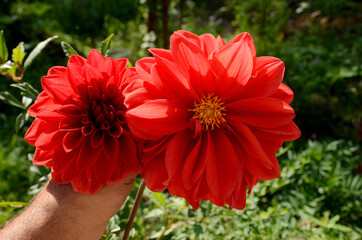 closeup the pair of red dahlia flower growing with leaves and plant hold hand over out of focus green background.