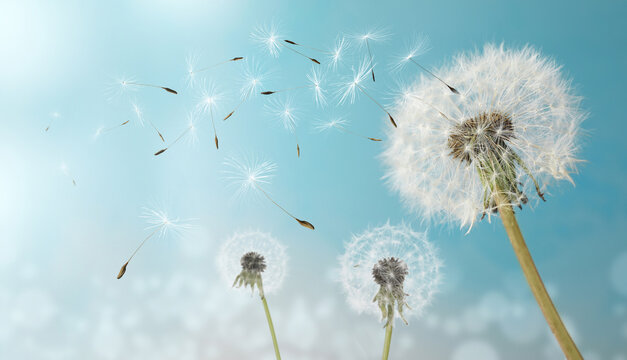 Beautiful puffy dandelions and flying seeds against blue sky on sunny day