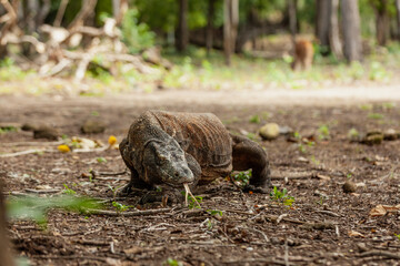 Komodo dragon walking with its forked tongue out
