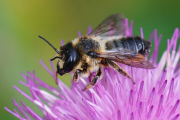 Closeup of a female Willughby's leaf-cutter bee , Megachile willughbiella, on a purple flower of knapwood, Centaurea jacae