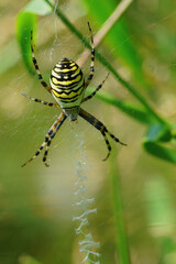 Vertical closeup of a female wasp spider , Argiope bruennichi , positioned in her web