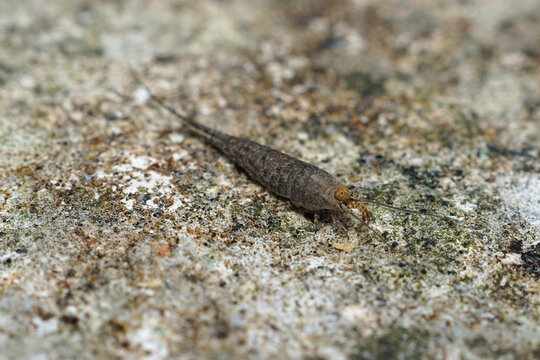 Closeup on a lesser known and odd insectgroup, a rock bristletail, Machilinus rupestris in the Gard, France