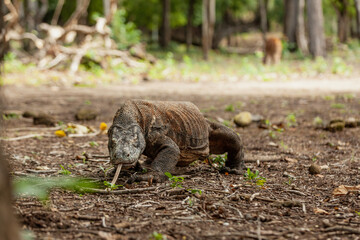 Komodo dragon walking with its forked tongue out