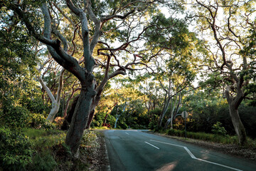 Sunlight through bush trees along Australian Road. No People