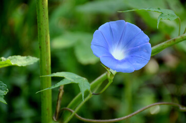 closeup the beautiful blue color annual vine flower with vine and leaves in the garden over out of focus green brown background. © amit