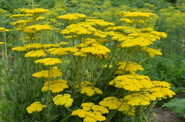 Bright yellow yarrow, Achillea filipendulina Cloth of Gold, flowering in a garden © wiha3