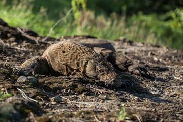 Komodo dragon in its natural habitat in Komodo Island
