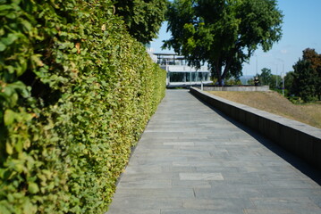 green bushes near the sidewalk 