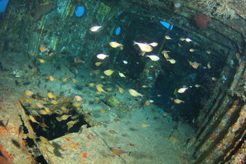 Fototapeta na wymiar Inside the Glen Nusa II Shipwreck with surrounding fish on Gili Island Lombok