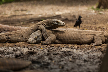Two Komodo dragons fighting in Komodo island