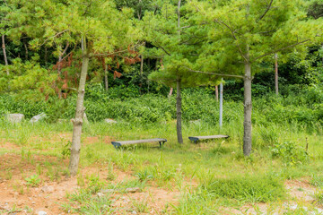 Two wooden benches under evergreen trees in rural public park.