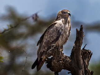 Portrait or Tawny Eagle with fully profiled breast in the savanna of the Serengeti, in Tanzania, Africa