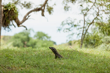 Komodo dragon walking in the grass 