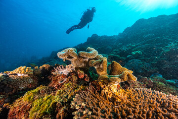 Diver on reef with blue ocean
