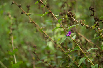 one last purple herb flower