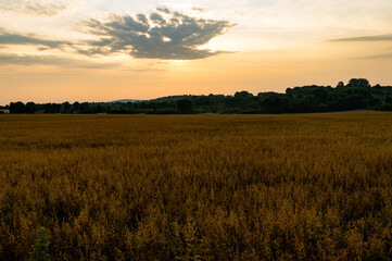 Obraz premium Krajobrazy w Olsztynie 