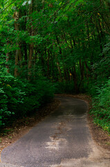 Fototapeta na wymiar las przy drodze