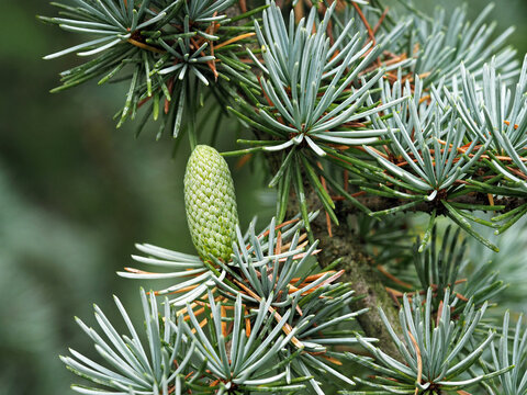 Little cone on a blue Atlas cedar tree