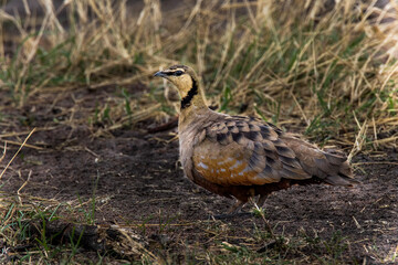Portrait of Yellow-Throated Sand Grouse on the ground in Tanzania. 