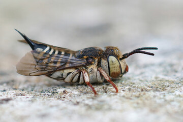 Lateral closeup on a female of the small and colorful Thorn-tailed sharptail bee, Coelioxys acanthura