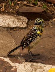 Portrait Usambiro Barbet on the ground in Tanzania. 