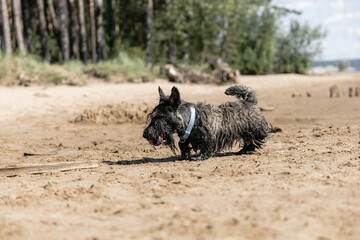 A cheerful young dog of the Scotch Terrier breed runs along the beach against the background of the river. Portrait of a black playful dog. The concept of outdoor recreation on a sunny summer day.