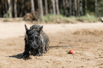 A cheerful young dog of the Scotch Terrier breed runs along the beach against the background of the...