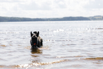 A cheerful young dog of the Scotch Terrier breed runs along the beach against the background of the river. Portrait of a black playful dog. The concept of outdoor recreation on a sunny summer day.