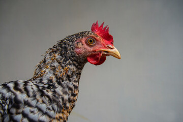 Beautiful small red rooster on Gray background, Colorful Rooster, The bird red rooster in macro detail, Rooster close up photography