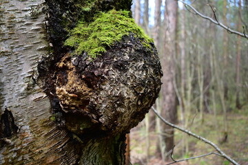tree trunk with mushrooms