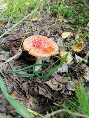 mushroom in the forest