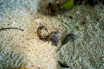 Hermit crab