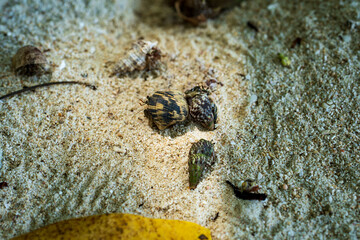 Hermit crab